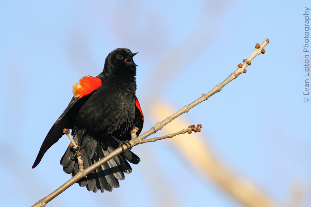 Red-winged Blackbird, photographed in Milton, Mass. Photos courtesy of Evan Lipton. © Evan Lipton 2015.