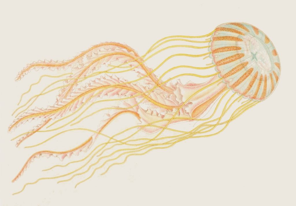 Illustration of an orange and yellow jellyfish
