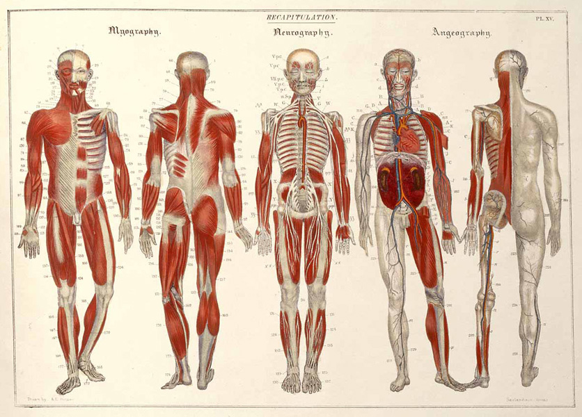 Anatomical diagrams of the muscles