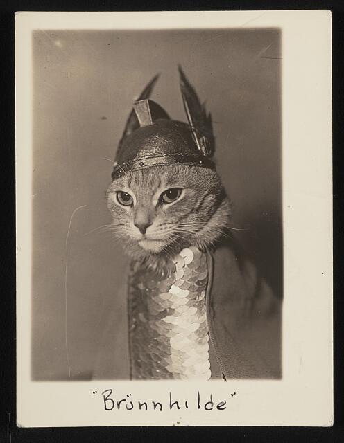 Cat in Wagnerian opera costume